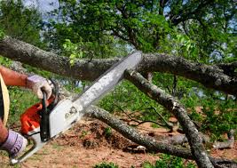 Fond Du Lac, WI Tree Services Company
