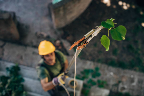 How Our Tree Care Process Works  in  Fond Du Lac, WI