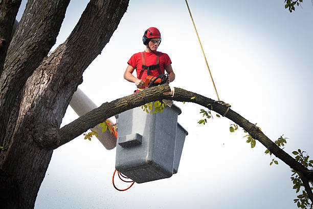 Best Palm Tree Trimming  in Fond Du Lac, WI